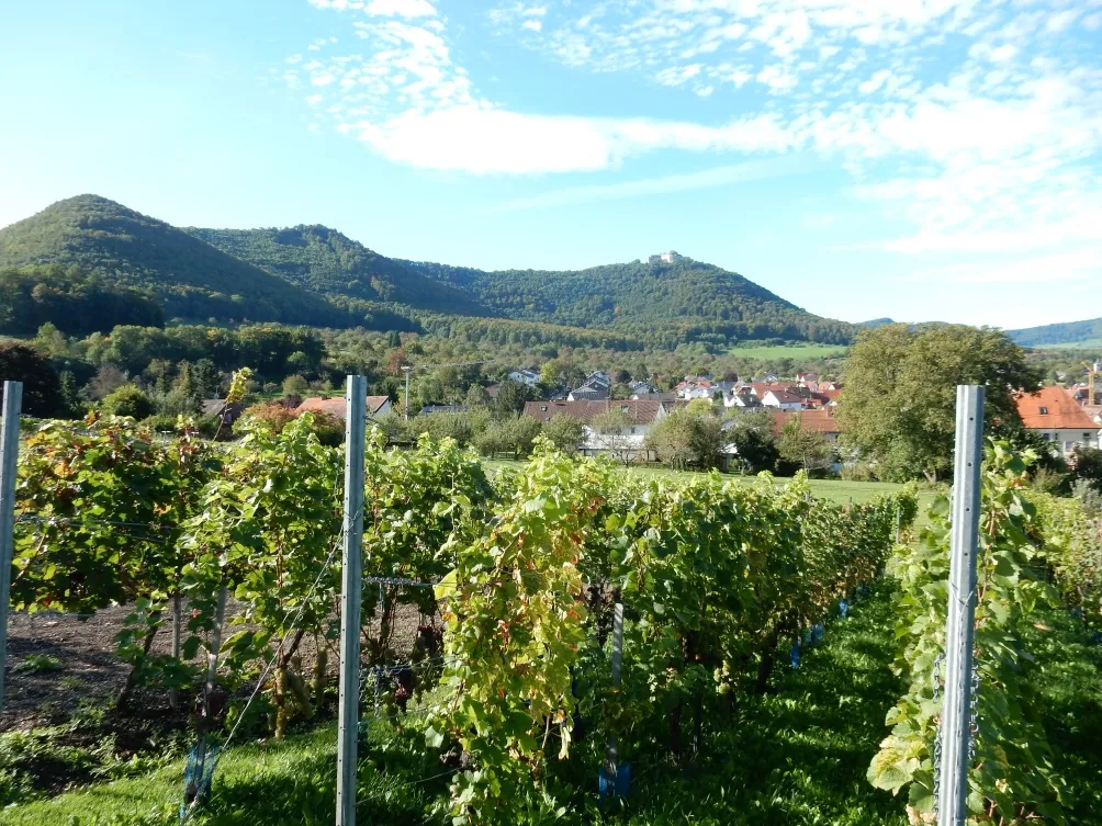 Unser Weinberg unterhalb des Beurener Felsens mit Blick auf den Hohenneuffen